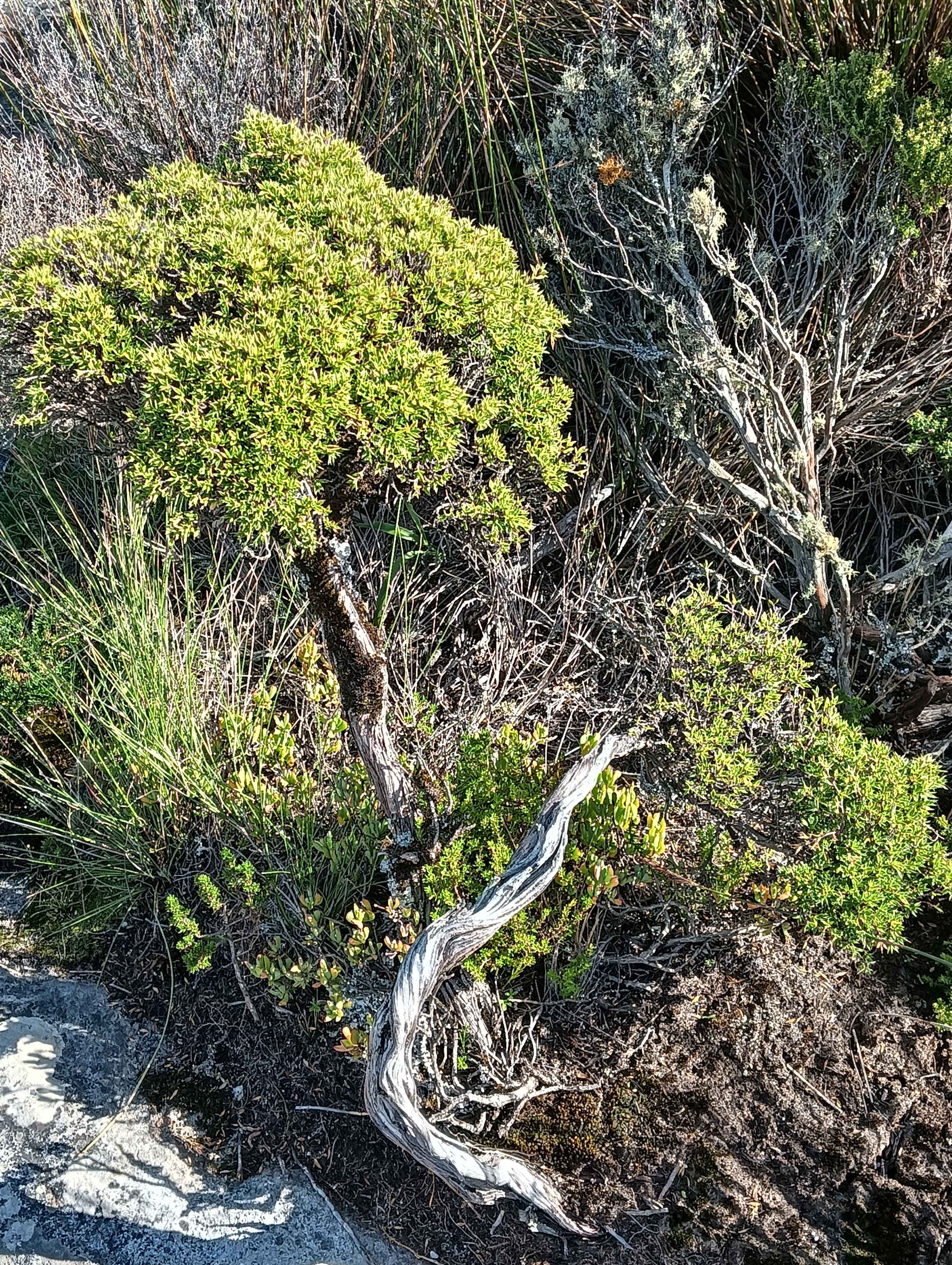 Typical Fynbos Vegetation top of Table Mountain